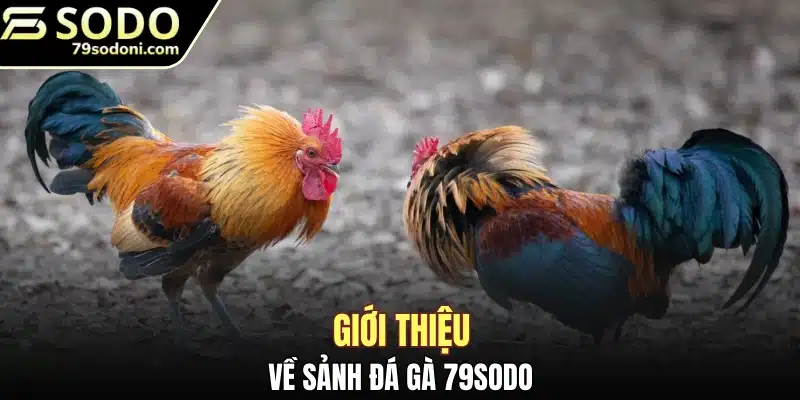 Giới thiệu về sảnh đá gà 79Sodo